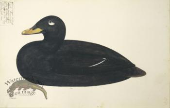 258 Swedish Birds . Anas Fusca, Velvet Scoter, Male